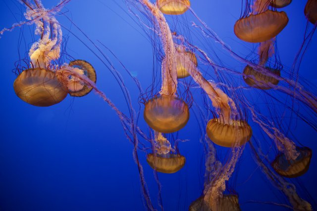 Ethereal Underwater Ballet: Jellyfish at Monterey Bay Aquarium