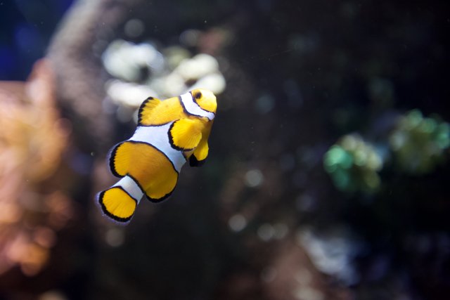 Colorful Clown Fish in a Reef Aquarium