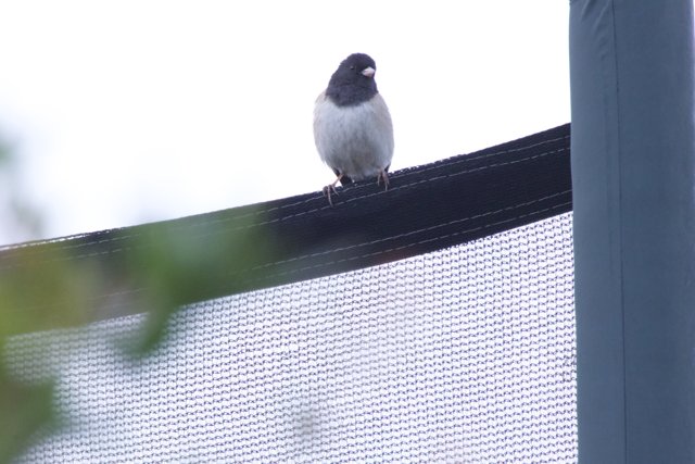 Perched on the Edge