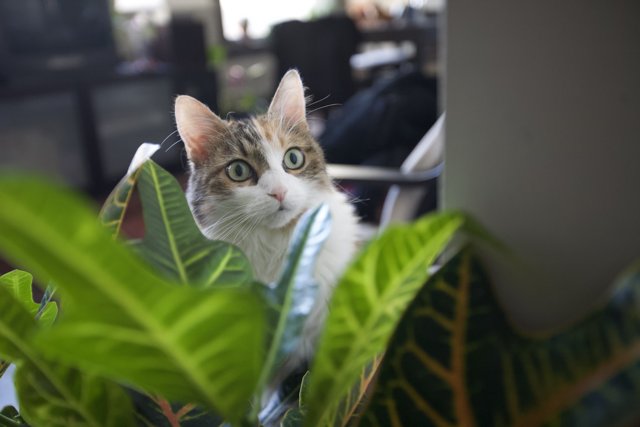 Feline in the Foliage