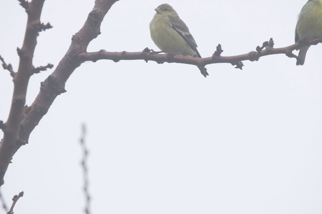 Greenfinch Perched on Bare Winter Branch
