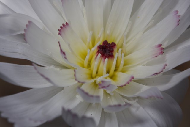 White Lily Close-Up