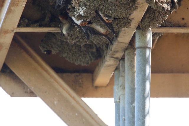 Barn Swallows Nesting Under Wooden Structure at Yolo Bypass