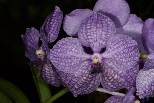 Stunning Purple Orchid with White Spots