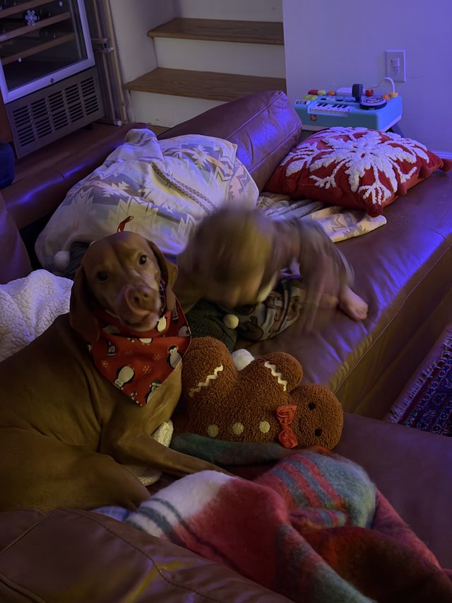 Golden Retriever's Cozy Nighttime Nest with Stuffed Animals