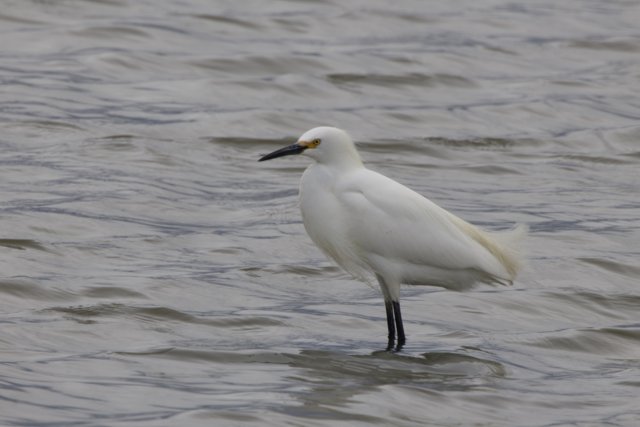 Majestic Egret in the Bay