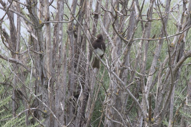 Hidden in the Branches