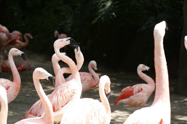 A Flock of Pink Feathers