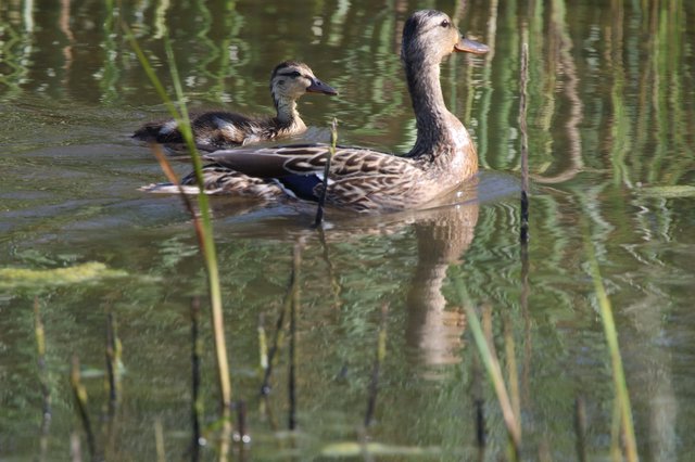 Female Mallards Swimming in Calm Wetland Waters