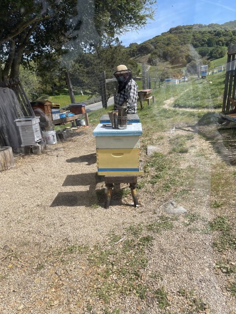 Beekeeping on a Sunny Day
