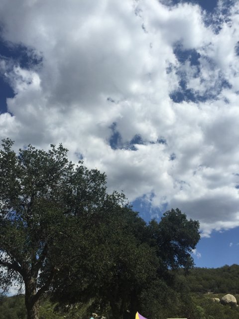 Kite Soaring over Cumulus Clouds