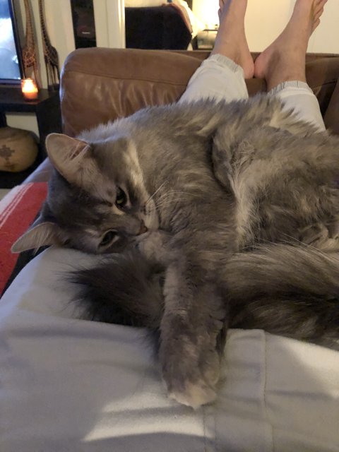 Cozy Cat Nap on a Lazy Sunday