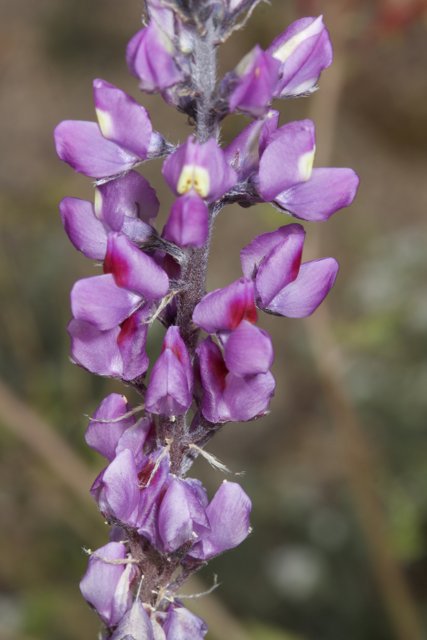 Purple Lupin Flower with White Petals