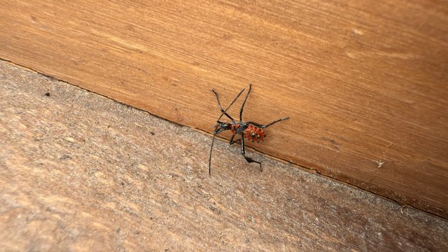 Curious Encounter with a Red Assassin Bug