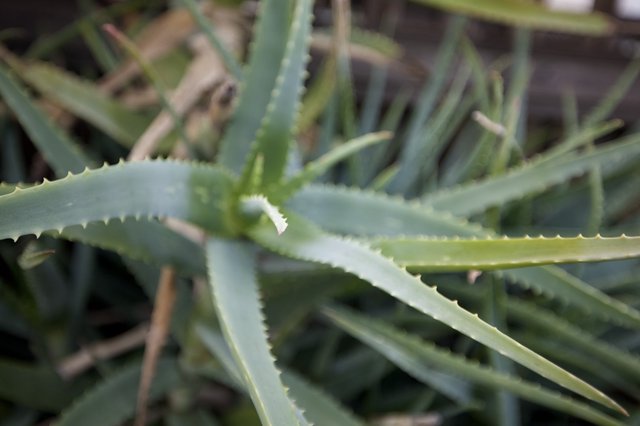 Succulent Aloe Vera Plant with Serrated Edges