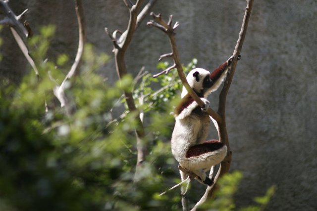 Red-Rumped Lemur enjoys a tree-climbing adventure
