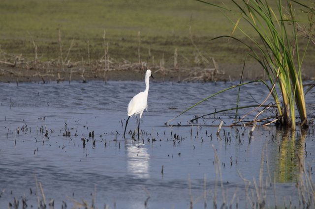 Great Egret Wading in Flooded Rice Field