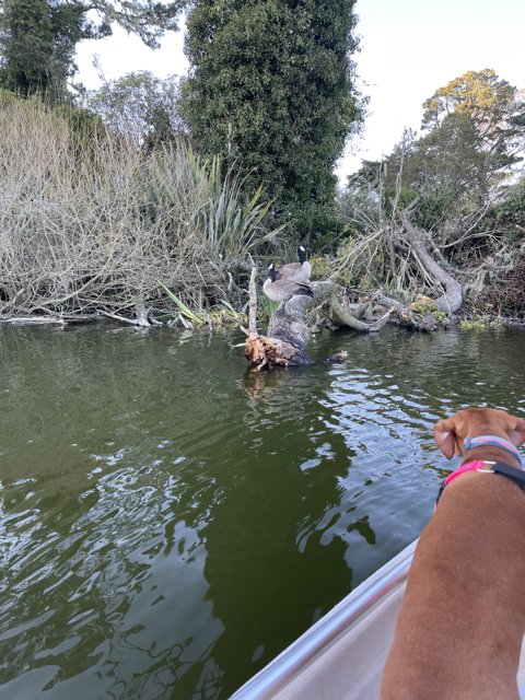 Swimming with a Stick