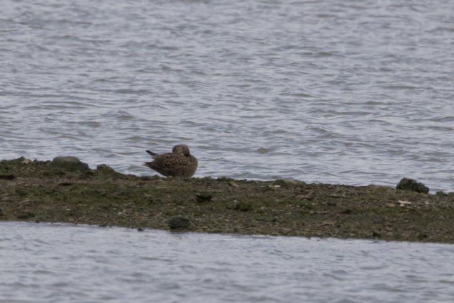 Tranquil Moment by the Shore