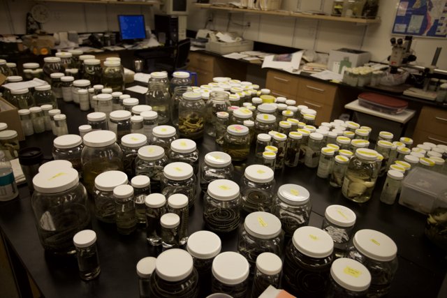 A Green Wonderland in the Lab
