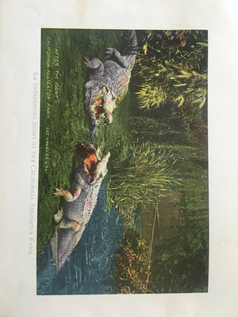 Ancient Book of Crocodiles and Alligators