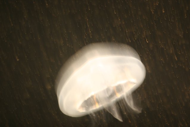 Serene Jellyfish in the Night Ocean