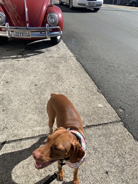 Urban Canine and Car