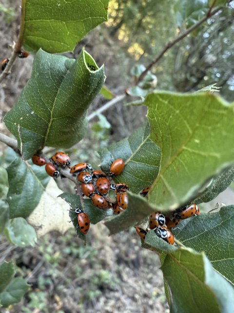 Ladybug Gathering in the Winter Sun