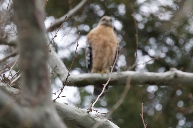 Cooper's Hawk Perched in Winter Forest