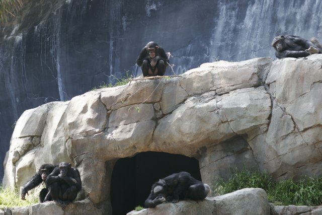 Chimpanzees Relaxing on a Rocky Outcrop