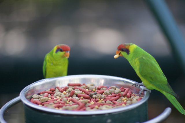 Feeding Time for Two Parakeets