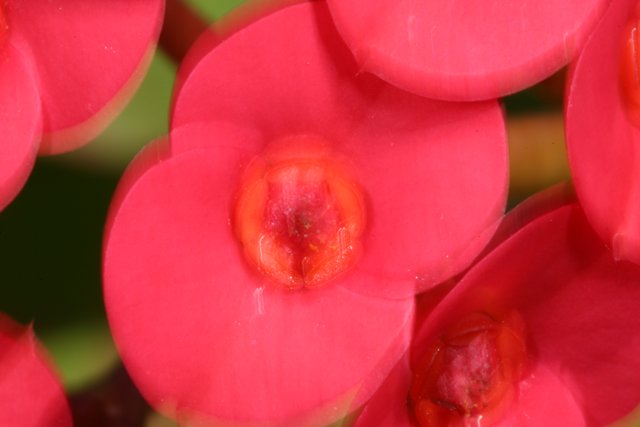 Pink Geranium in Full Bloom