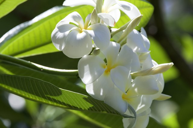 Serene White Blossoms Under Honolulu Skies