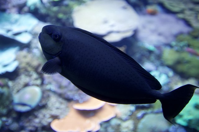 Black Tang Fish Swimming in Coral Reef Aquarium