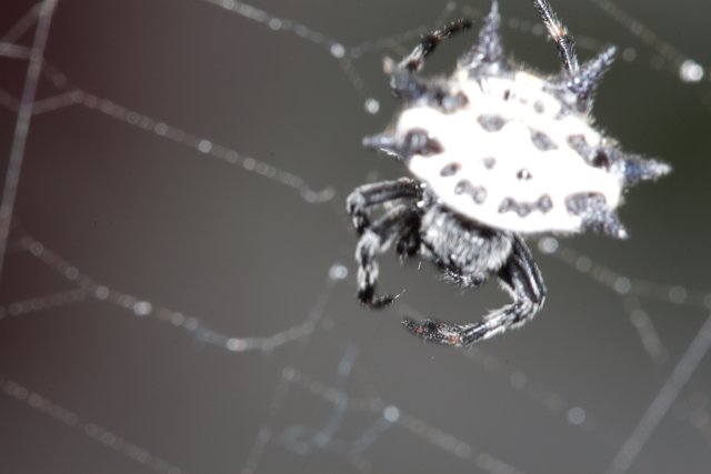 Garden Spider with Black and White Spots