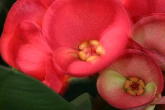 Vibrant Geraniums in Full Bloom