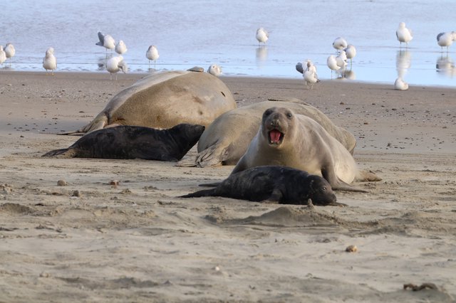 Elephant Seal Mother Vocalizing with Pups at Beach
