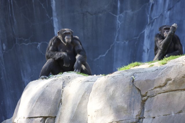 Chimpanzee duo basking in the sunshine