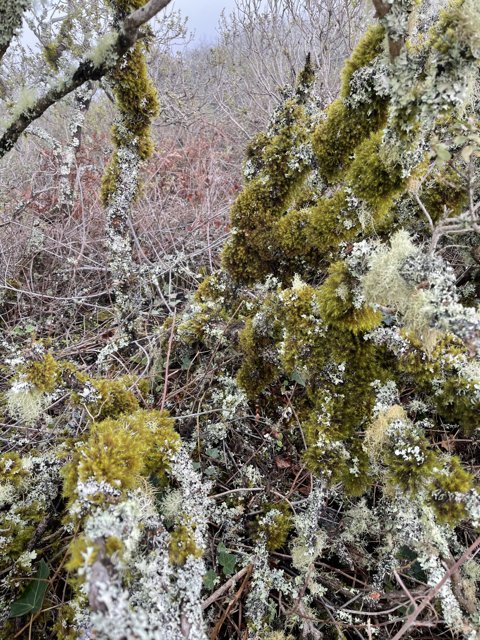 Mossy Bush in Winter Wonderland