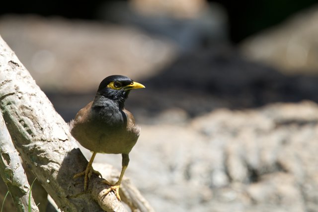 Majestic Stance: The Finch at Honolulu Zoo