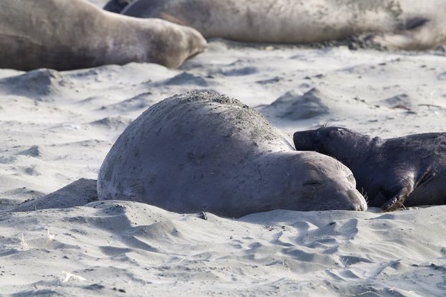 Elephant Seal Pup Resting on Sandy Beach