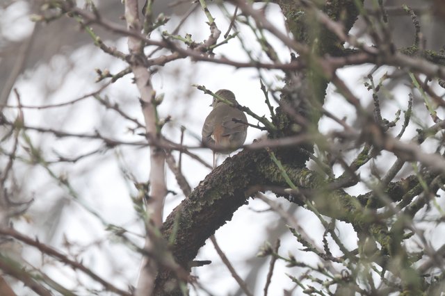 Solitary Bird Perched on Moss-Covered Winter Branch