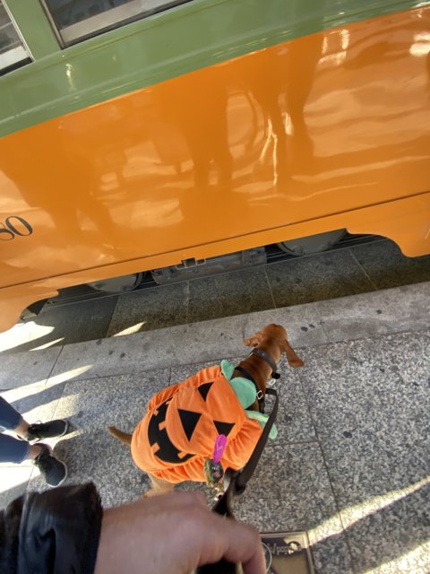 Halloween Pup on Platform