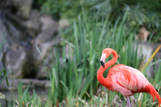 Flamboyant Flamingo in the Grass