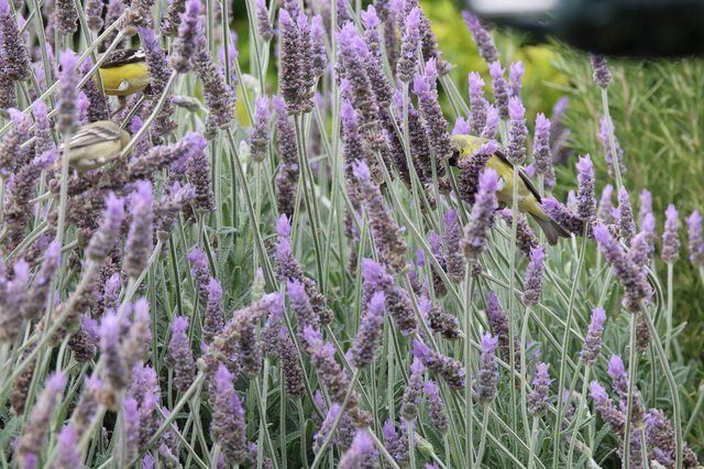 Goldfinches Feeding on Blooming Lavender Stalks