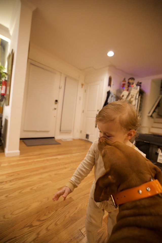 Young Child Playing with Brown Dog at Home
