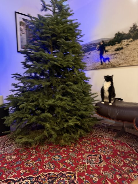 Curious Cat and the Christmas Tree