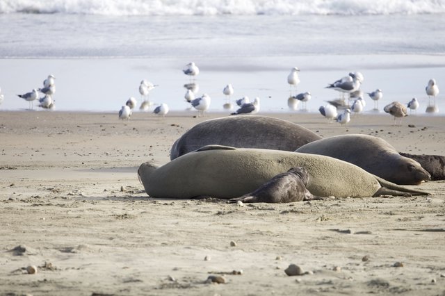 Elephant Seals Resting on Drakes Beach with Seagulls