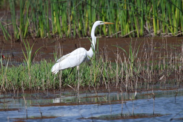 Great Egret Foraging in Rice Field Wetlands