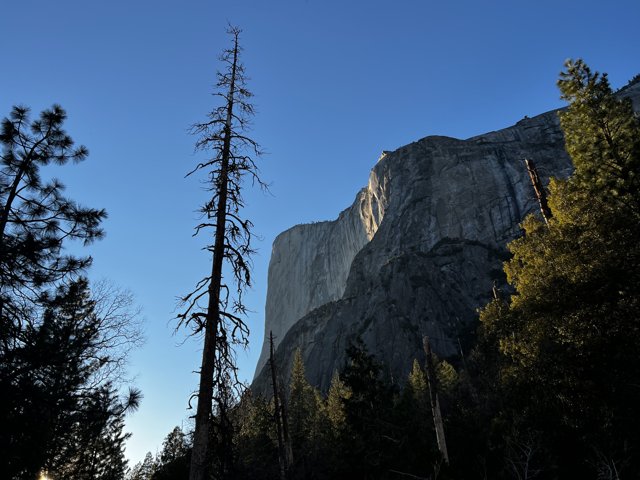 Half Dome's Majestic View from a Tree